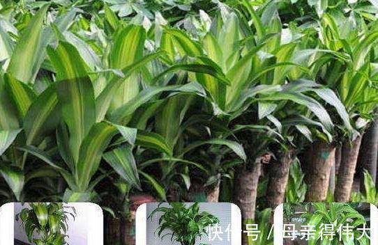 把3种花摆客厅,一个月浇1次水都没问题,最适合懒人养