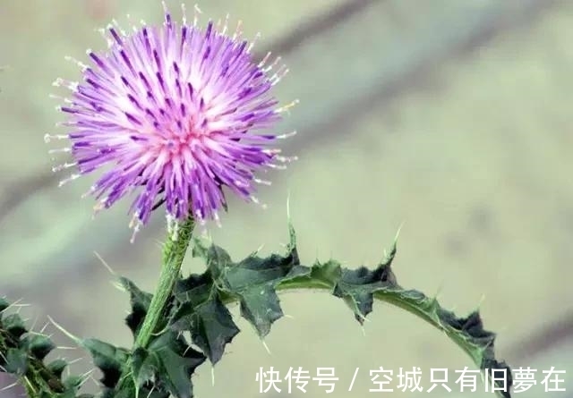 世界上十大最美的花,彼岸花排第二!