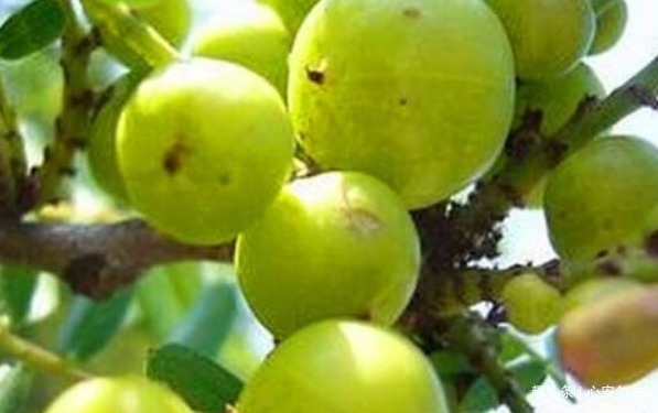 香梨|女性常吃以下食物，肌肤保持年轻红润，不长皱纹，抗衰老，更年轻