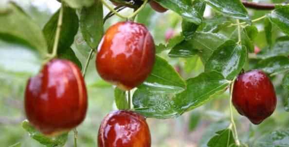 “日吃3顆棗，永遠(yuǎn)不顯老”，大夫提醒：吃紅棗必知7大“禁忌”