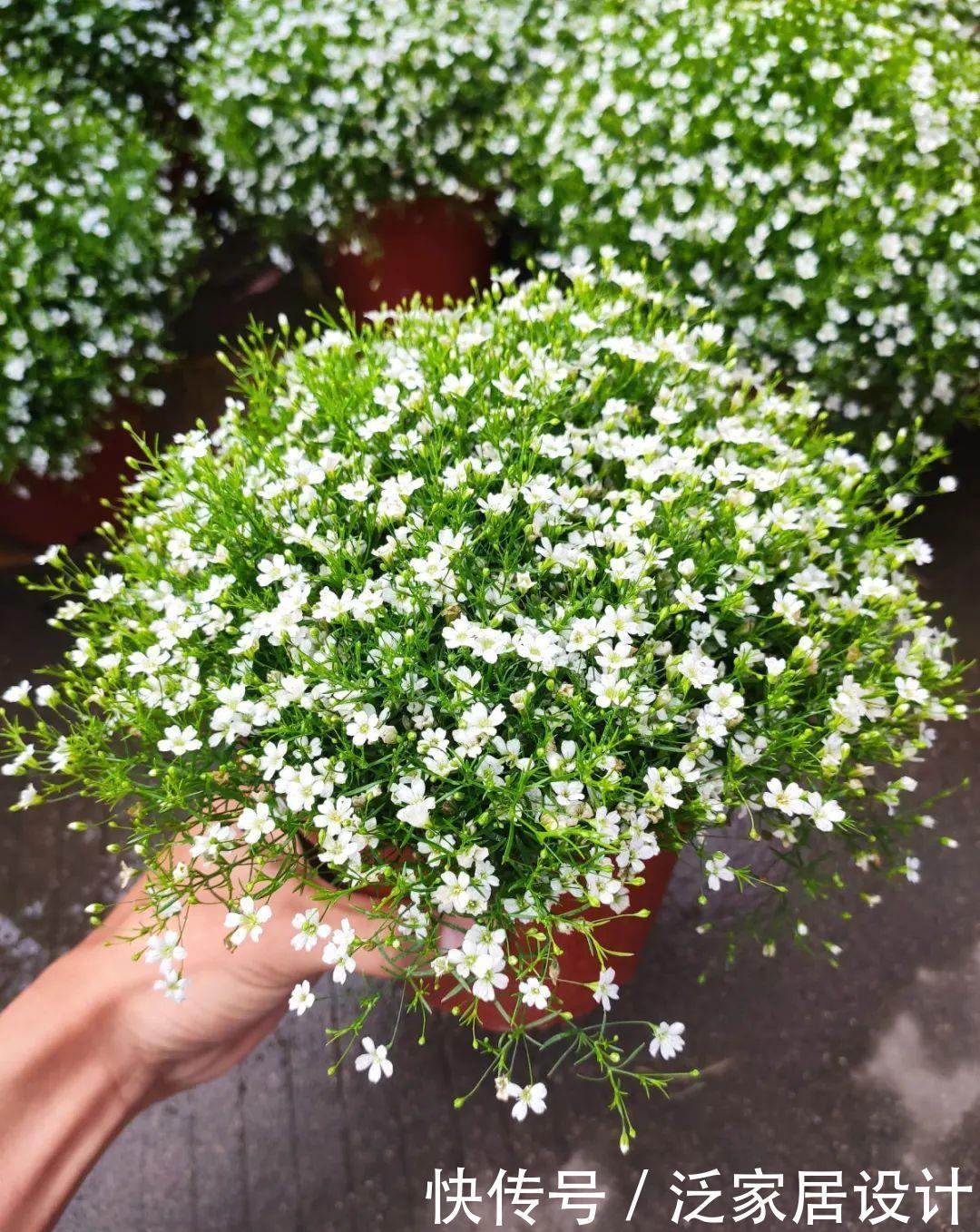 养花技巧:冬天最娇气的9种花,不要随便买,养不活浪费钱