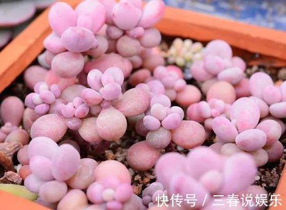 阴凉处|9月开始，养桃蛋“牢记”2个字，半年养的“胖嘟嘟”，萌化了