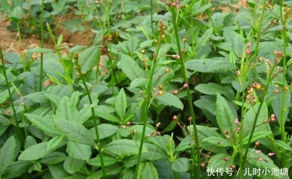 消化|农村这些野菜,营养丰富,并具有食疗作用,能促进消化