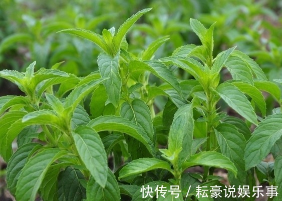 香草|喜欢养菊，首选“精品菊花”富贵菊，花开艳丽多姿，寓意美好