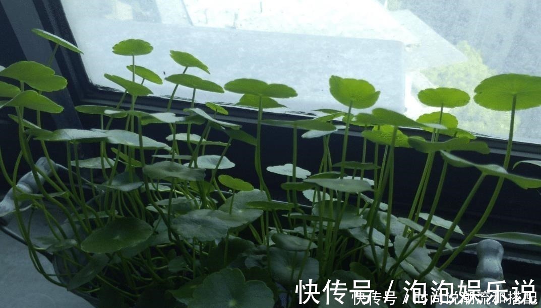 盆花|客厅两个地方,万万别“养花”,养了也尽快搬走,别忽视