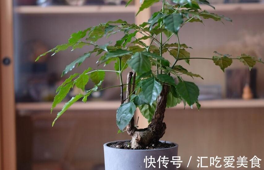 家里养这几种植物,寓意美好,招财纳福