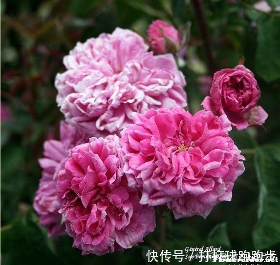 25个拥有中国血统的波旁月季。花朵超大个个丰花,还能爬藤做花墙