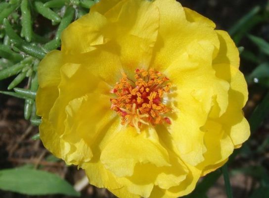 一养就上瘾的4种花,婀娜多姿,绚丽多彩,美到让人窒息!