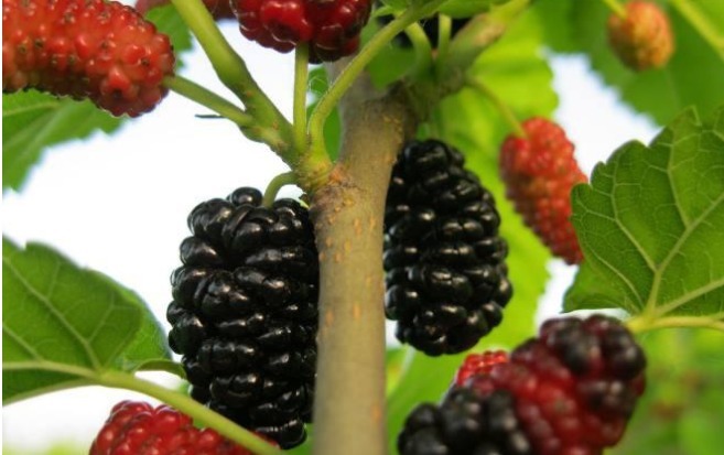 摩涌泉穴|每天做7个养生的小动作,越活越年轻!长寿不仅仅是属于巴马人的