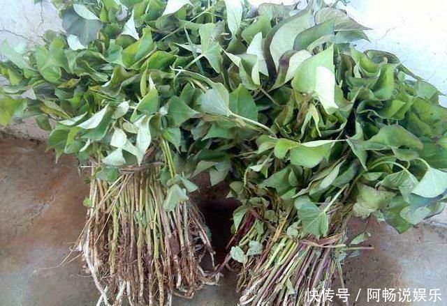 阳台种了3种菜,一茬一茬很新鲜,夏天正好长得旺,吃得过瘾