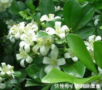 不要在家里错过这朵花花香闻起来比桂花好，容易生长好养护