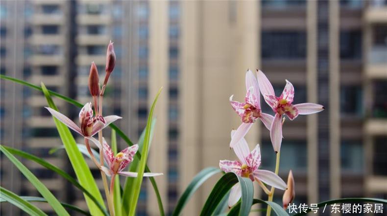 水肥|养兰先养根用这免费料养出粗壮大白根,兰花开花多又香