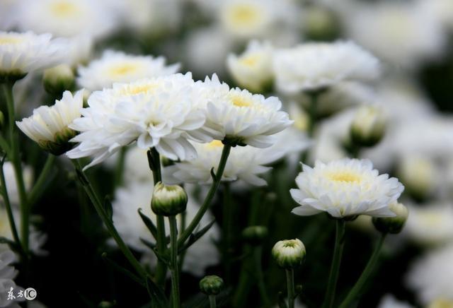 清热明目|菊花不但可以清热明目、防高血脂,还有很多你不清楚的作用