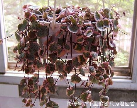 阳台养多肉选它们,好看好养易爆盆,分分钟变成一片''花海''