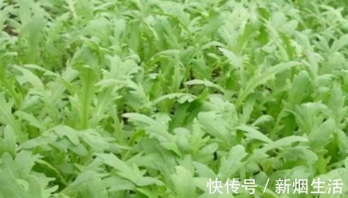 红苋菜|对身体很好的食物,平时坚持吃,滋肝养肾,排毒清肠,增强抵抗力