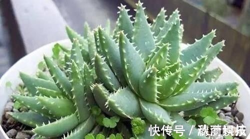 卧室长期放盆栽,失眠的人就选2种,好看又好养,净化效果好