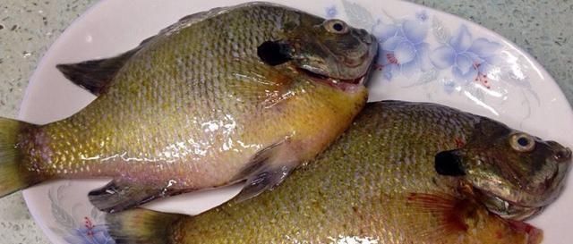 太阳鱼5种最好吃的做法,简单美味又下饭,看看你喜欢吃哪种