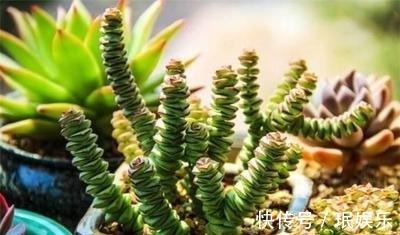 服盆|多肉钱串子,换盆有技巧,避开“死亡季”,“小铜钱”越长越多