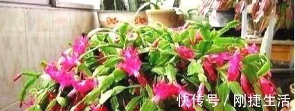 黄叶|最厉害的养花营养液，蟹爪兰喝一勺，不掉花苞不黄叶，蹭蹭开一盆