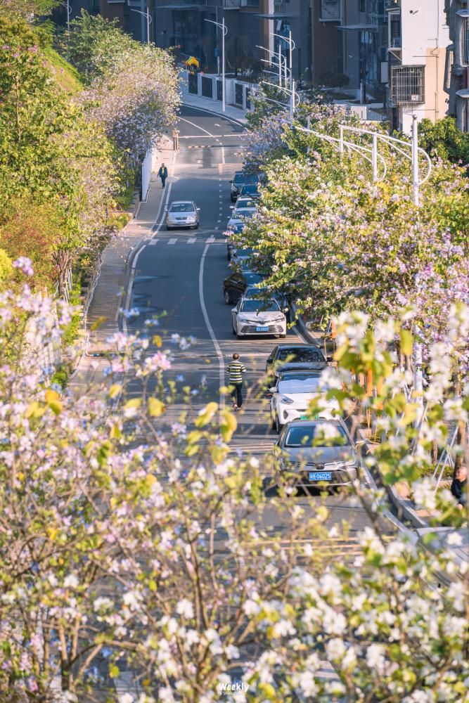 走，去南山，坐「樱花列车」！