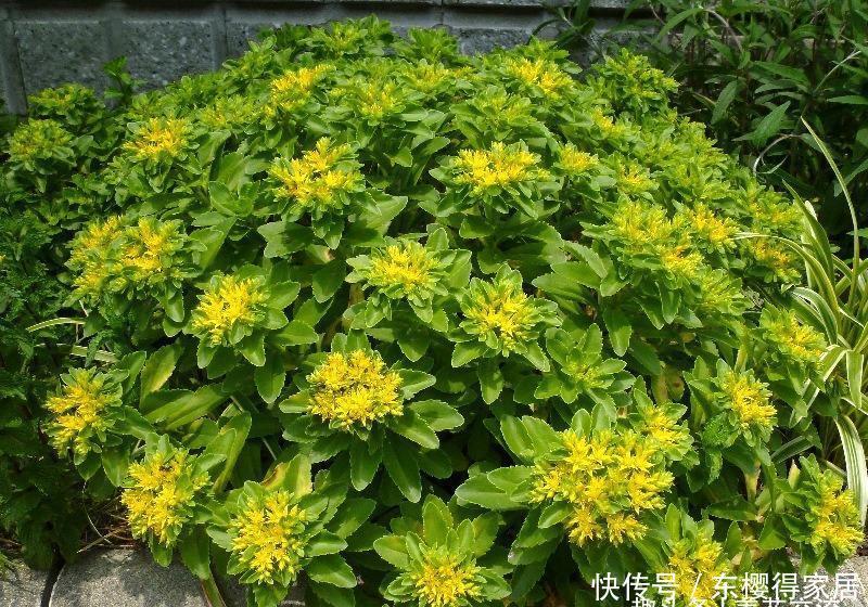 春夏季节开满金黄色花朵的三七景天,很好养的多肉,基本零难度
