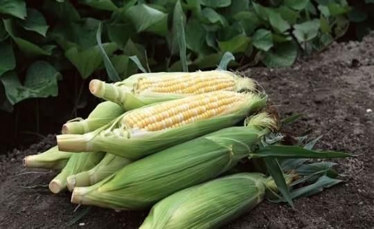 维生素A|爱吃玉米的人此物不可以和玉米一起吃,很多人不知