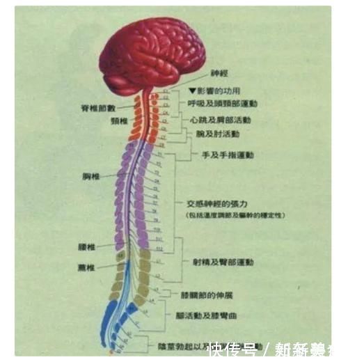 脊髓|颈椎，为何为“百病之源”！颈椎病分10级，超过2级就要注意了