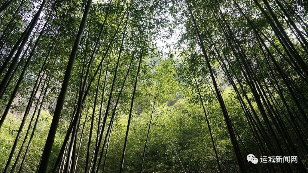 芮城|竹林深处 树密虫鸣　探寻芮城千年竹林谷