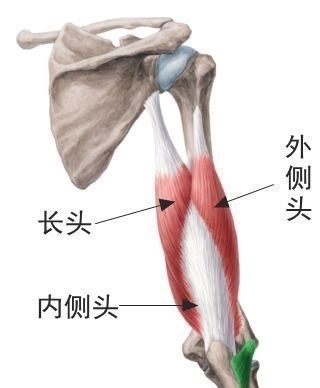 训练|仰卧臂屈伸动作解析,帮你了解动作正确完成,发挥动作优势练三头