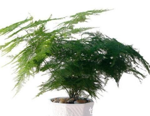 植物油|厨房里的“小东西”，拿来养文竹，比绿萝长得快，分分钟成盆景