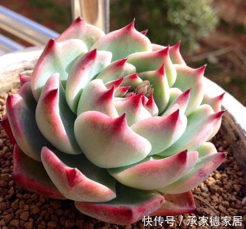 漂亮|新手养多肉选它,冬天不容易掉状态,照样上色美美哒!
