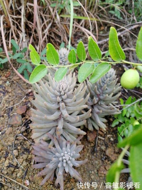 野外看到4种植物,千万不要挖,因为是濒危植物
