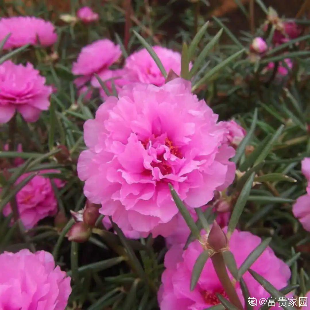 折腾不死的25种花，咋养都爆盆，家里必须养！