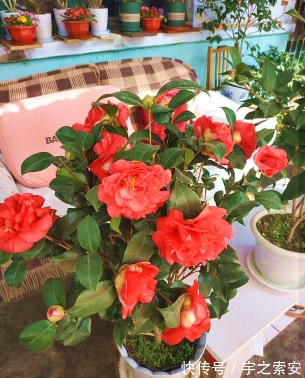 此茶花,比牡丹还美,花姿雍容大气,香味醇正悠远,新手也能养好