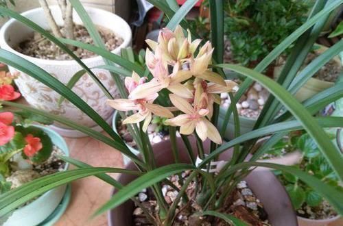 万能土|一种“万能土”,养花的人抢着挖,养兰花、君子兰杠杠滴