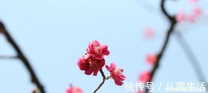 梅花#高僧在大雪纷飞的清晨,见到了雪中的梅花,信手拈来写下一首诗!