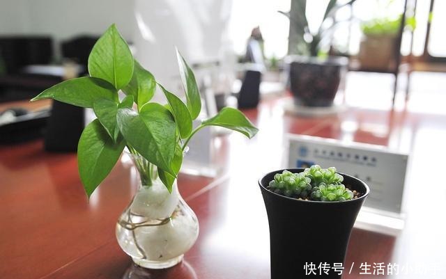 新房内养这几种花卉，甲醛快速“消灭”，空气香又甜，好养又漂亮！