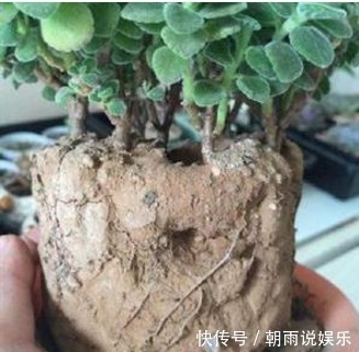 烂根|盆土板结,请不要“浇水”!浇完就烂根,你只需一技巧,轻松逆转