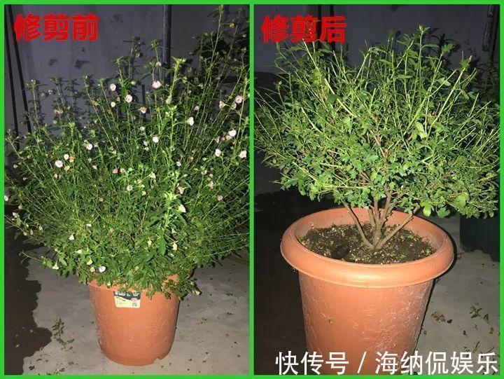枝条|急性子养的6种花,长的快、爆花多,1盆能开大半年!