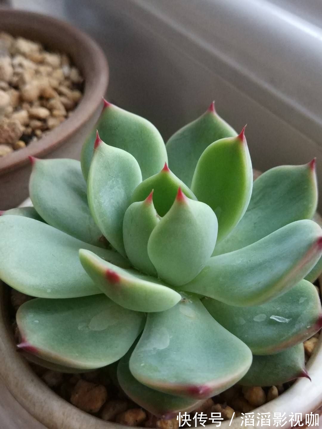 养花一定要会养根,根系长得壮,植物才有精神