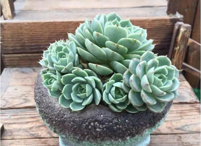 多肉修剪技巧,剪1根长1盆,再也不用在外面买了,划算