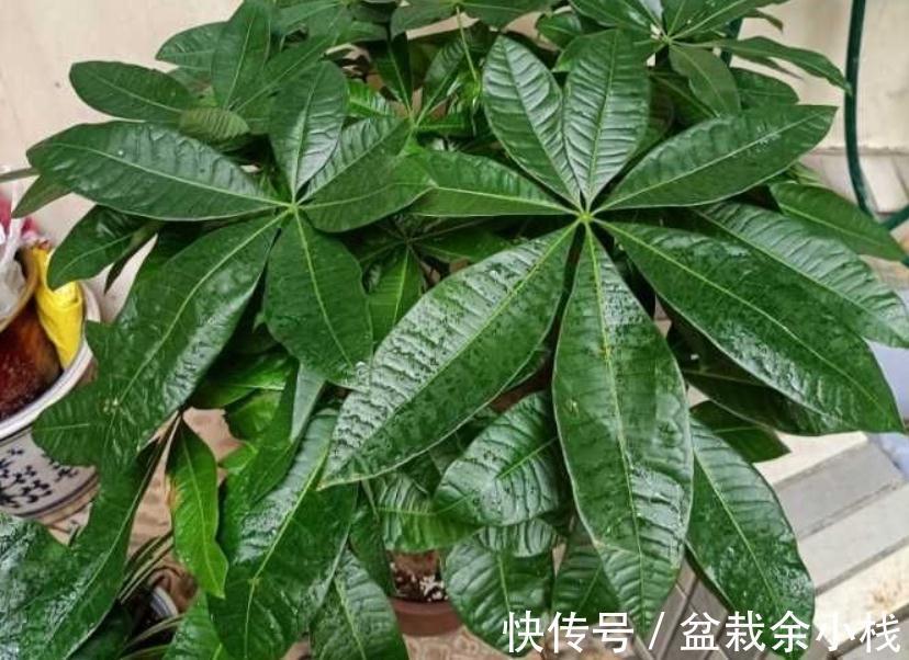 适合客厅盆栽的大型绿植有什么?这3款首当其选,显高级又好活