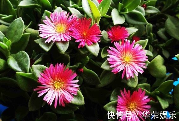 这种花超易繁殖,一根茎就能长满一个阳台,勤掐苗枝多花繁