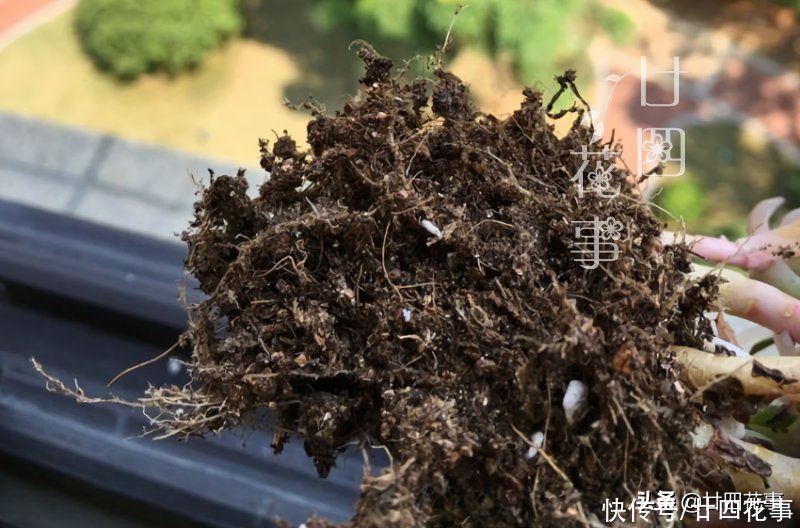 肉肉|多肉烂根变萎蔫，逃不过3个原因，对症处理恢复快