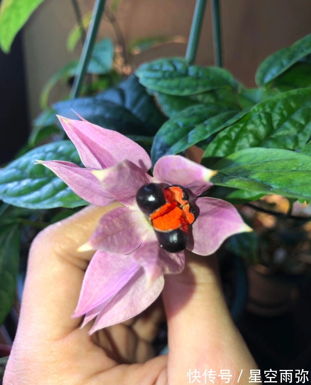 每年春节前后,除了年宵花,买盆龙吐珠也不错,好看的半藤本花卉