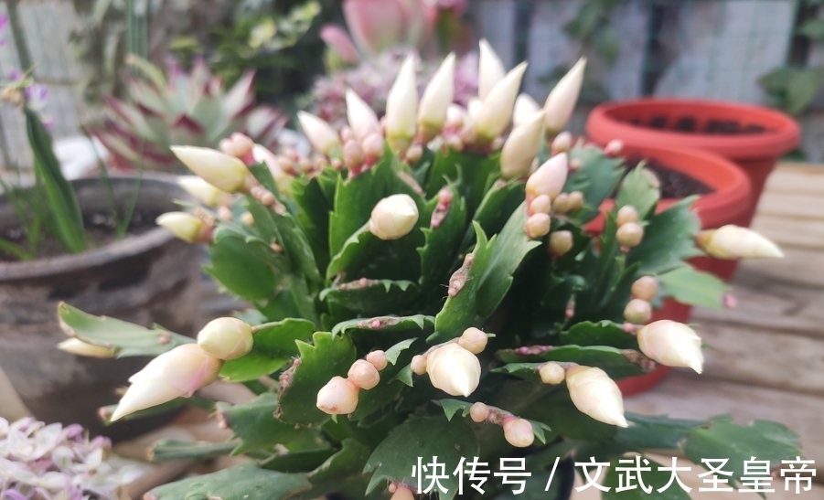 都说蟹爪兰难养,记住蟹爪兰有“8怕”,挨个避开,才能叶厚花多