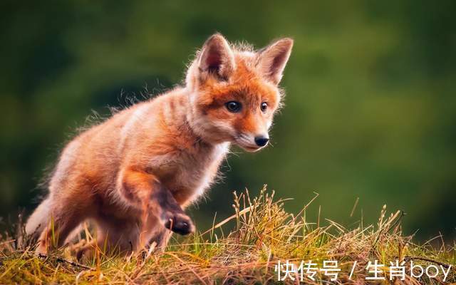 天蝎座|怪脾气，臭性格，内心柔软甜如蜜，但爱上就让人无法自拔的星座