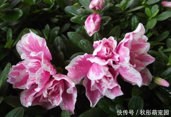 花卉|几款艳丽的花卉，漂亮又好闻，花开芳香四溢，养在家中香飘满屋