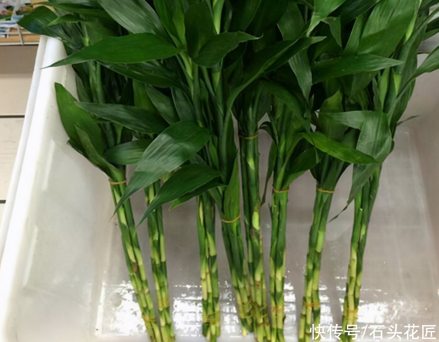 富贵竹一直黄叶，春天是它“翻身”的时机，学会3招就可以