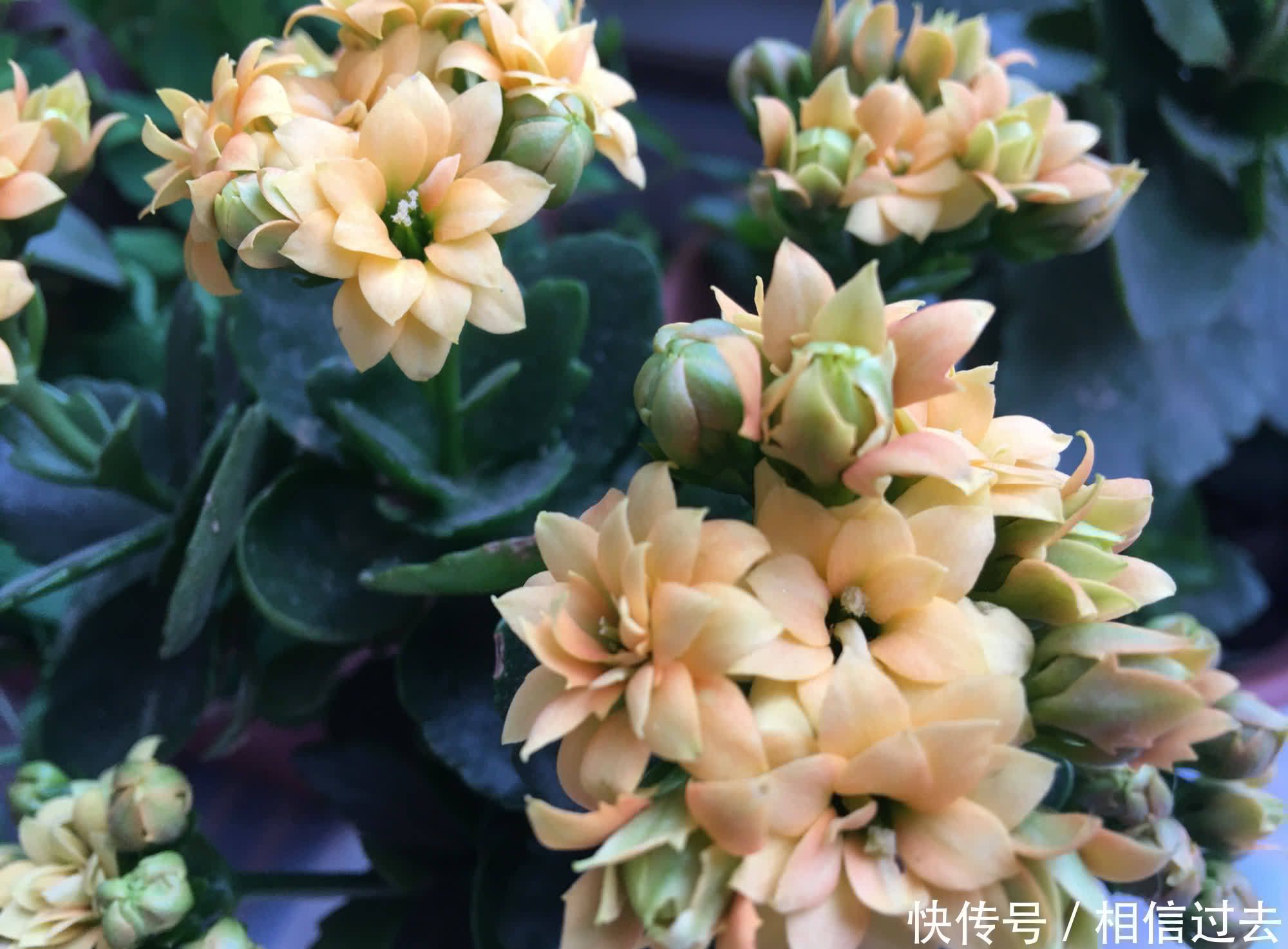 长寿花进入了盛花期,做好这2点,见花不见叶,花量更大